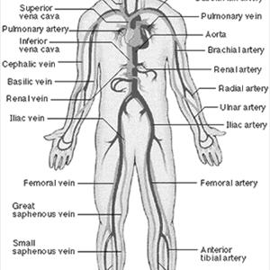 Varicose Veins Information - What Are Varicose Veins