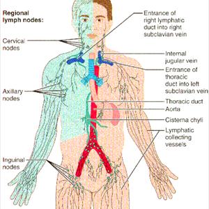 Varicose Veins Operation - The Treatment Of Varicose Veins