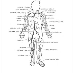 Varicose Treatment - Treat Varicose And Spider Veins