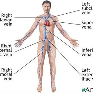 Vulva Varicose Veins - Varicose Vein Treatment - Ayurvedic And Home Remedies