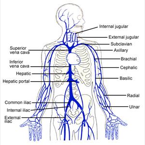 Varicose Veins Control - 8 Ways To Treat Varicose Veins With Non-Medical Methods