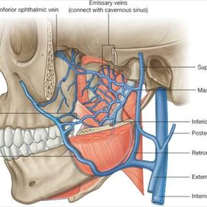 Bleeding Vein Treatment 