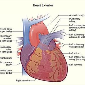  Different Types Of Varicose Veins You Should Know About